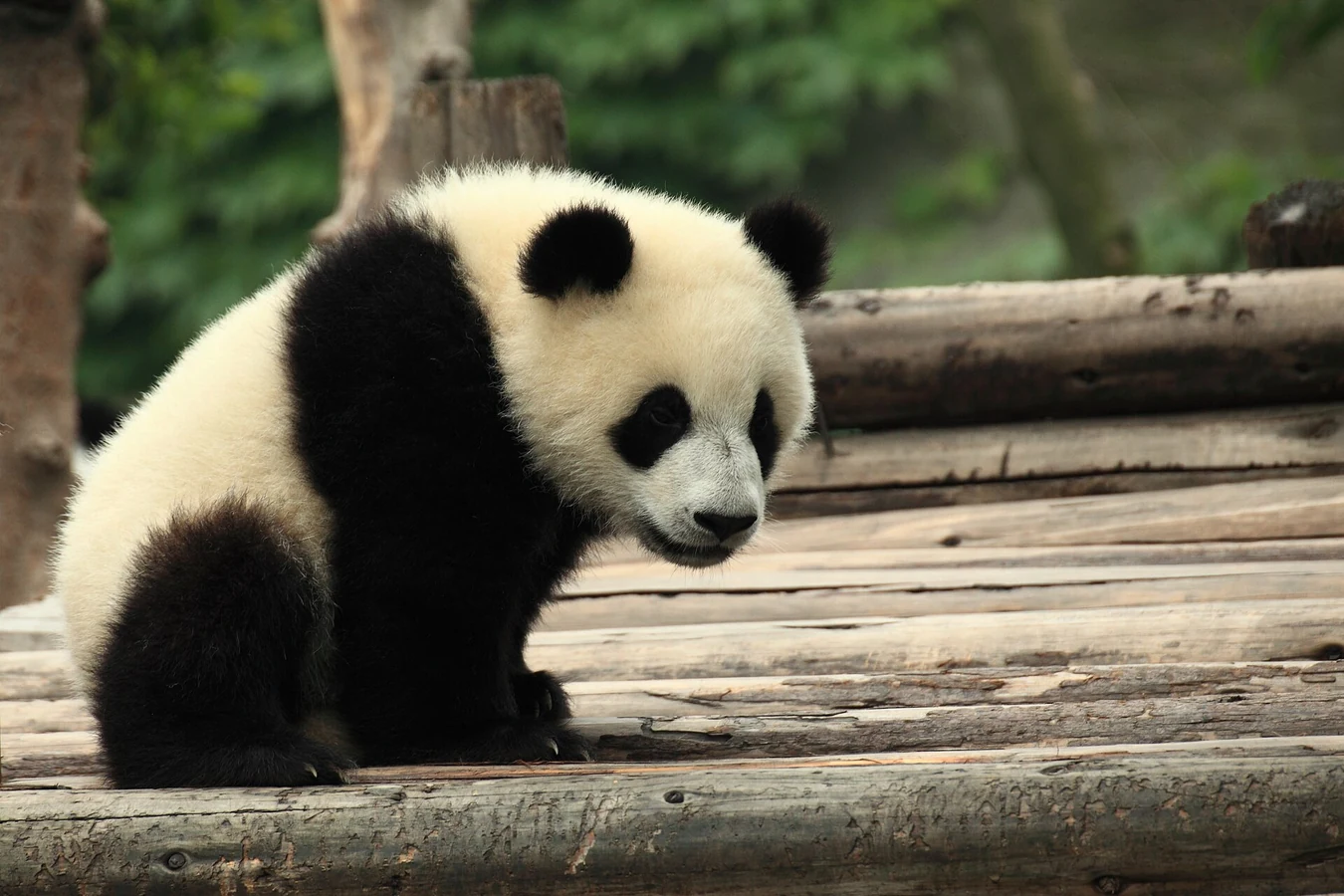 Giant panda at the Chengdu Research Base
