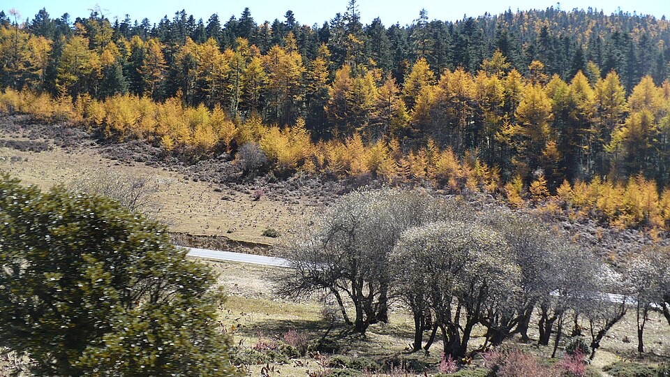 Highland forest scenery in Pudacuo National Park